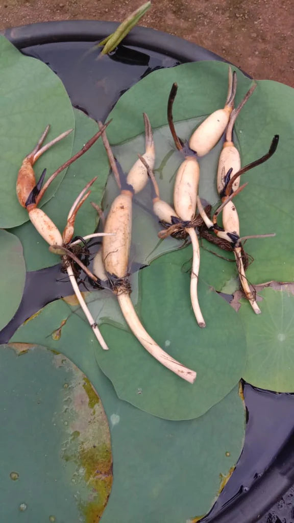 3 Lotus Tuber Combo Pack (Red, Blue & White)