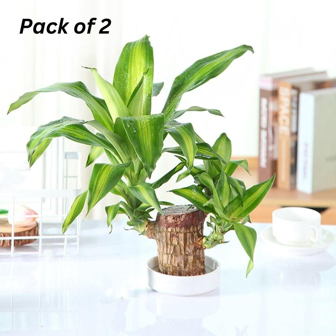 Brazilian Lucky Wood Plant for Prosperity & Positive Energy (2Pcs)