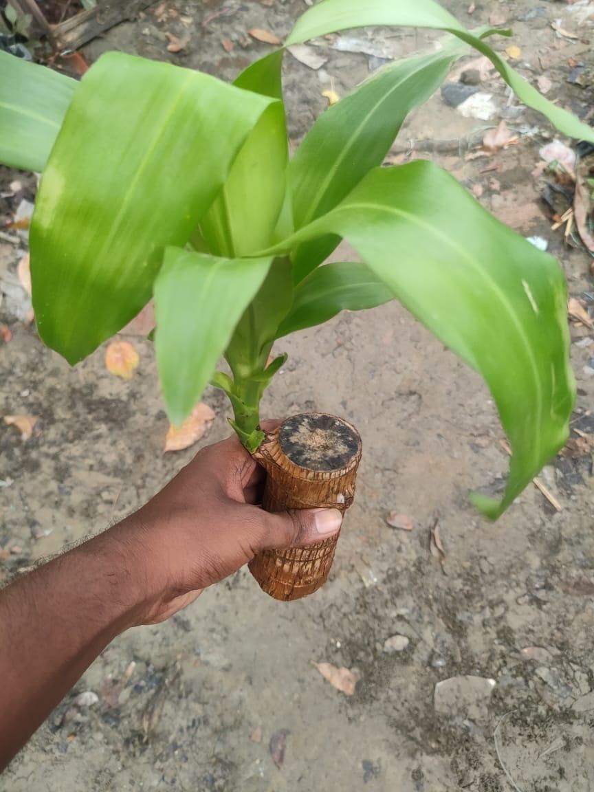Brazilian Lucky Wood Plant for Prosperity & Positive Energy (2Pcs)