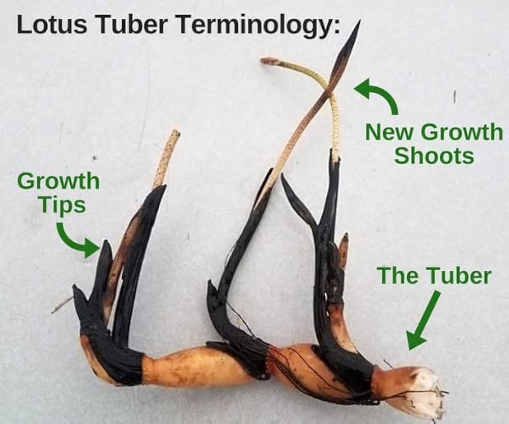 3 Lotus Tuber Combo Pack (Red, Blue & White)