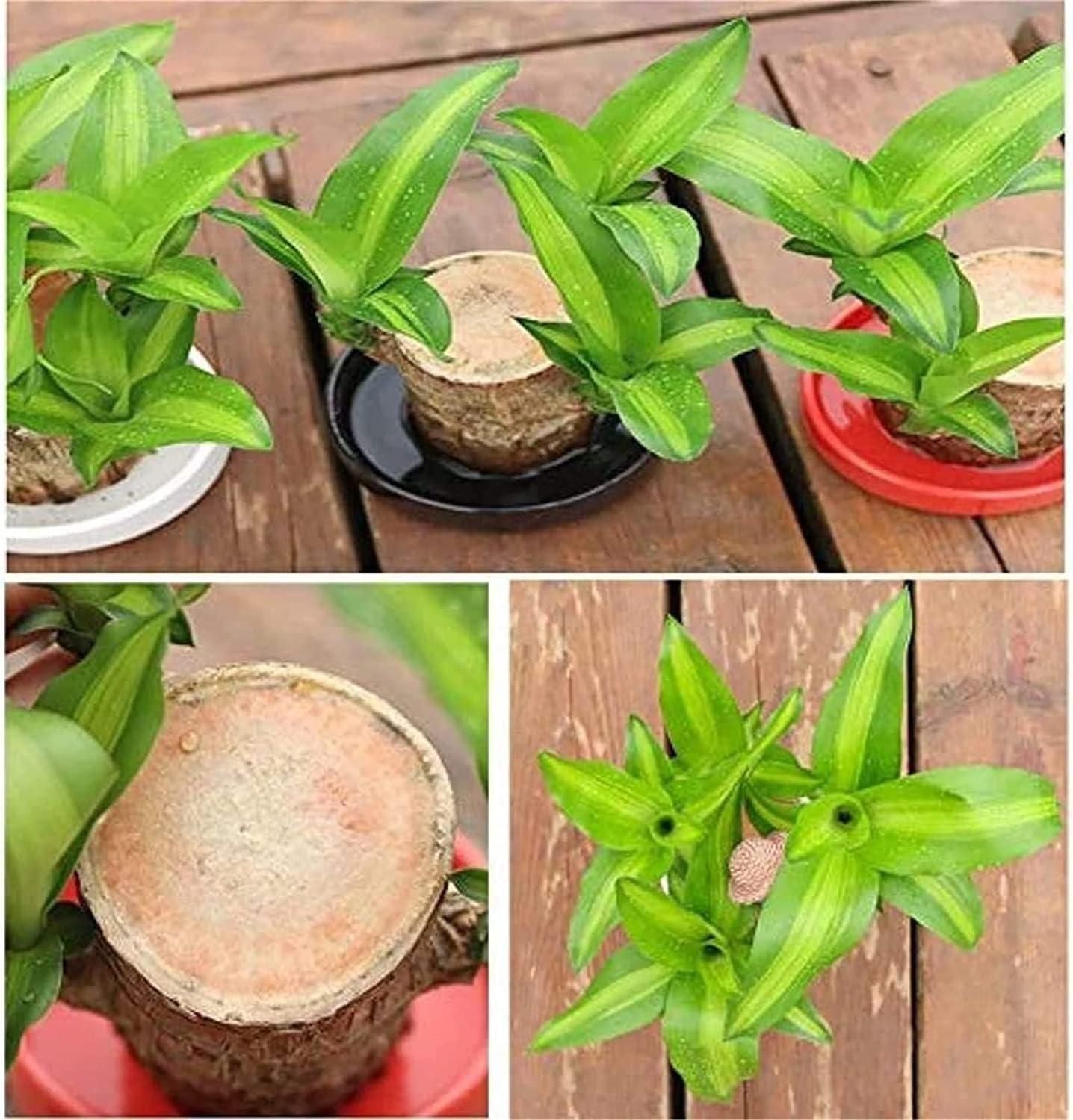 Brazilian Lucky Wood Plant for Prosperity & Positive Energy (2Pcs)