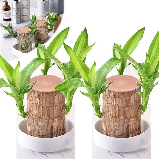 Brazilian Lucky Wood Plant for Prosperity & Positive Energy (2Pcs)