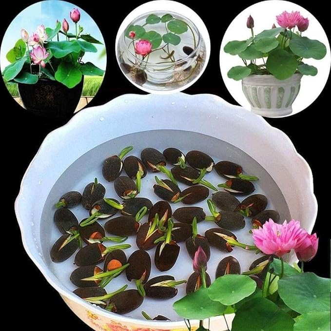 Japanese Lotus Premium Bonsai Seeds (100seeds)