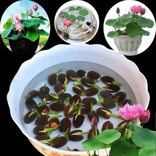 Japanese Lotus Premium Bonsai Seeds (100seeds)