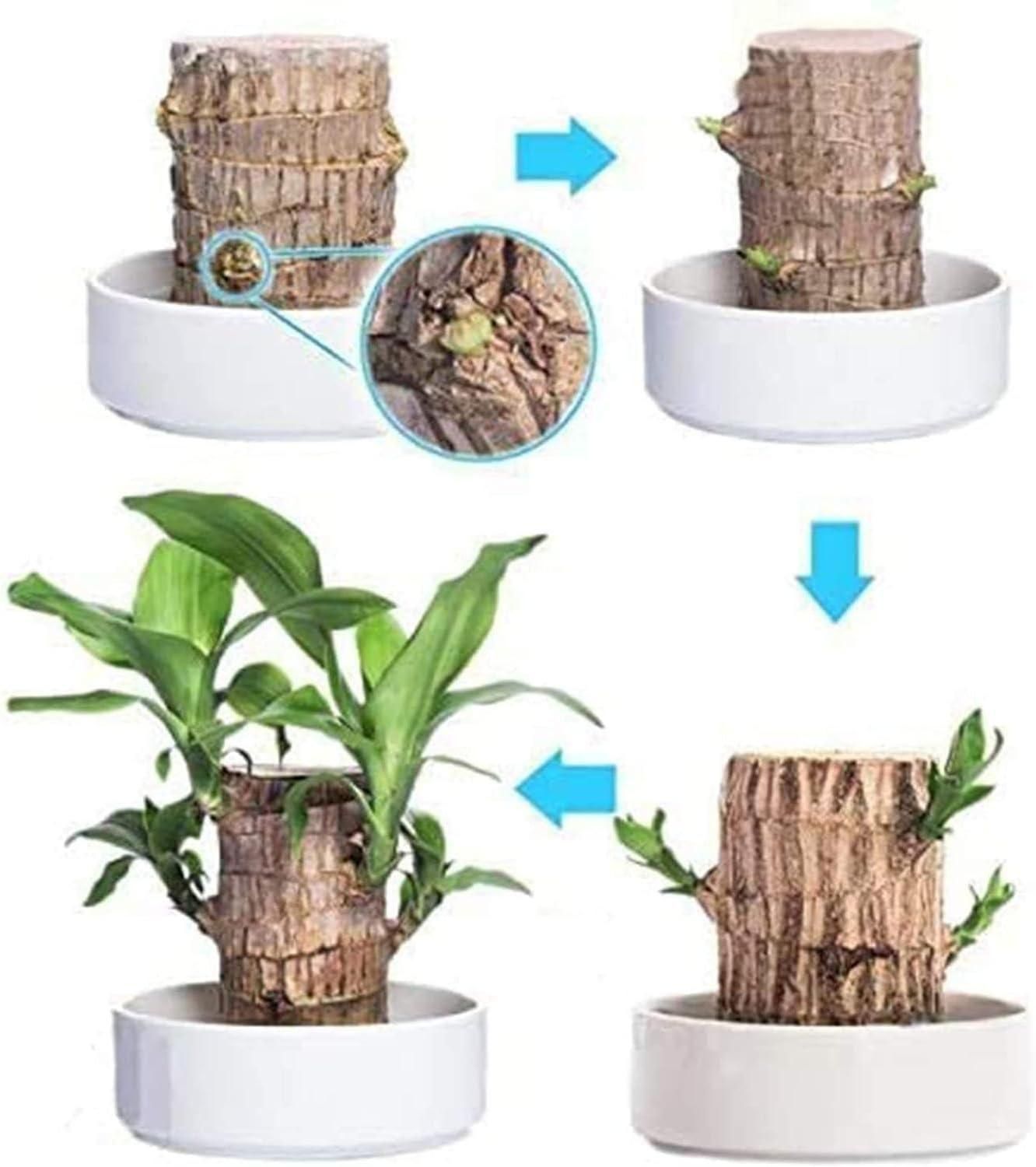 Brazilian Lucky Wood Plant for Prosperity & Positive Energy (2Pcs)