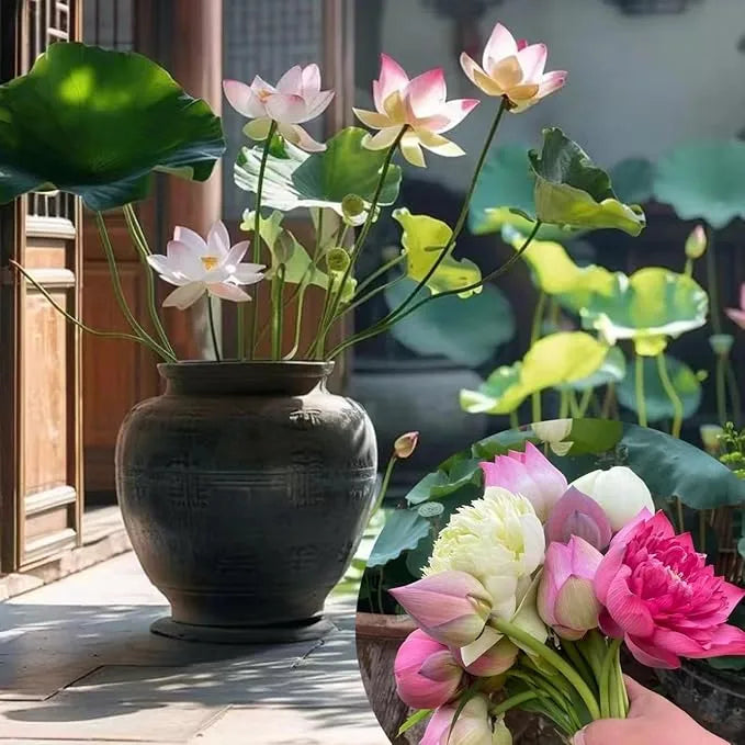 Japanese Lotus Premium Bonsai Seeds