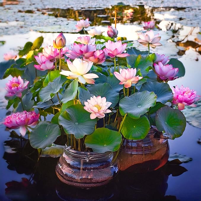Japanese Lotus Premium Bonsai Seeds (100seeds)