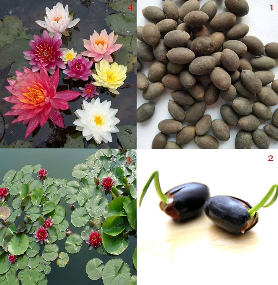 Japanese Lotus Premium Bonsai Seeds (100seeds)