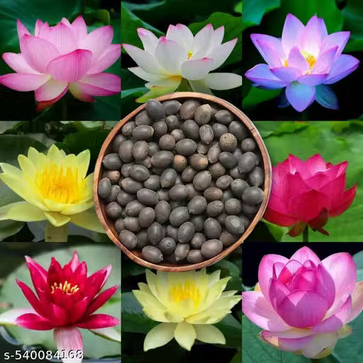 Japanese Lotus Premium Bonsai Seeds