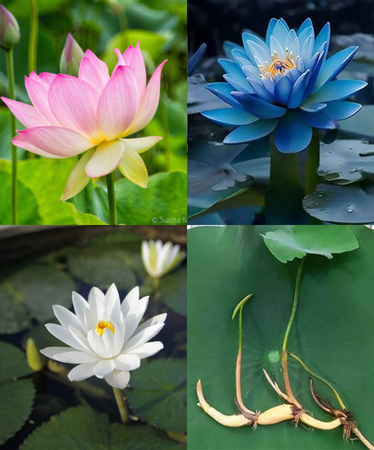 3 Lotus Tuber Combo Pack (Red, Blue & White)